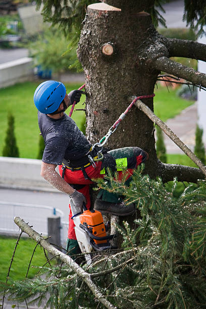 How Our Tree Care Process Works  in  Sunnyside Tahoe City, CA